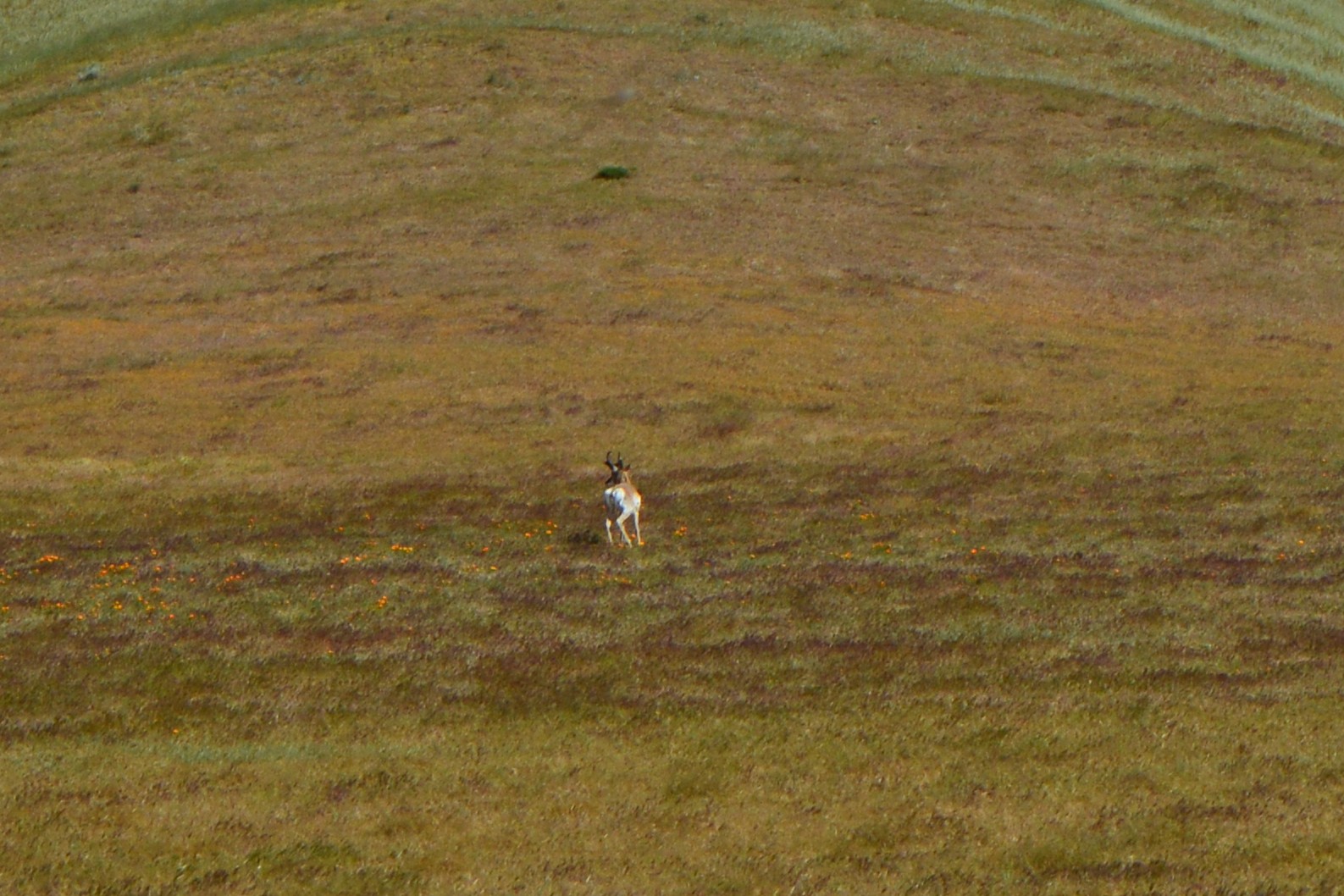 pronghorn-zoom