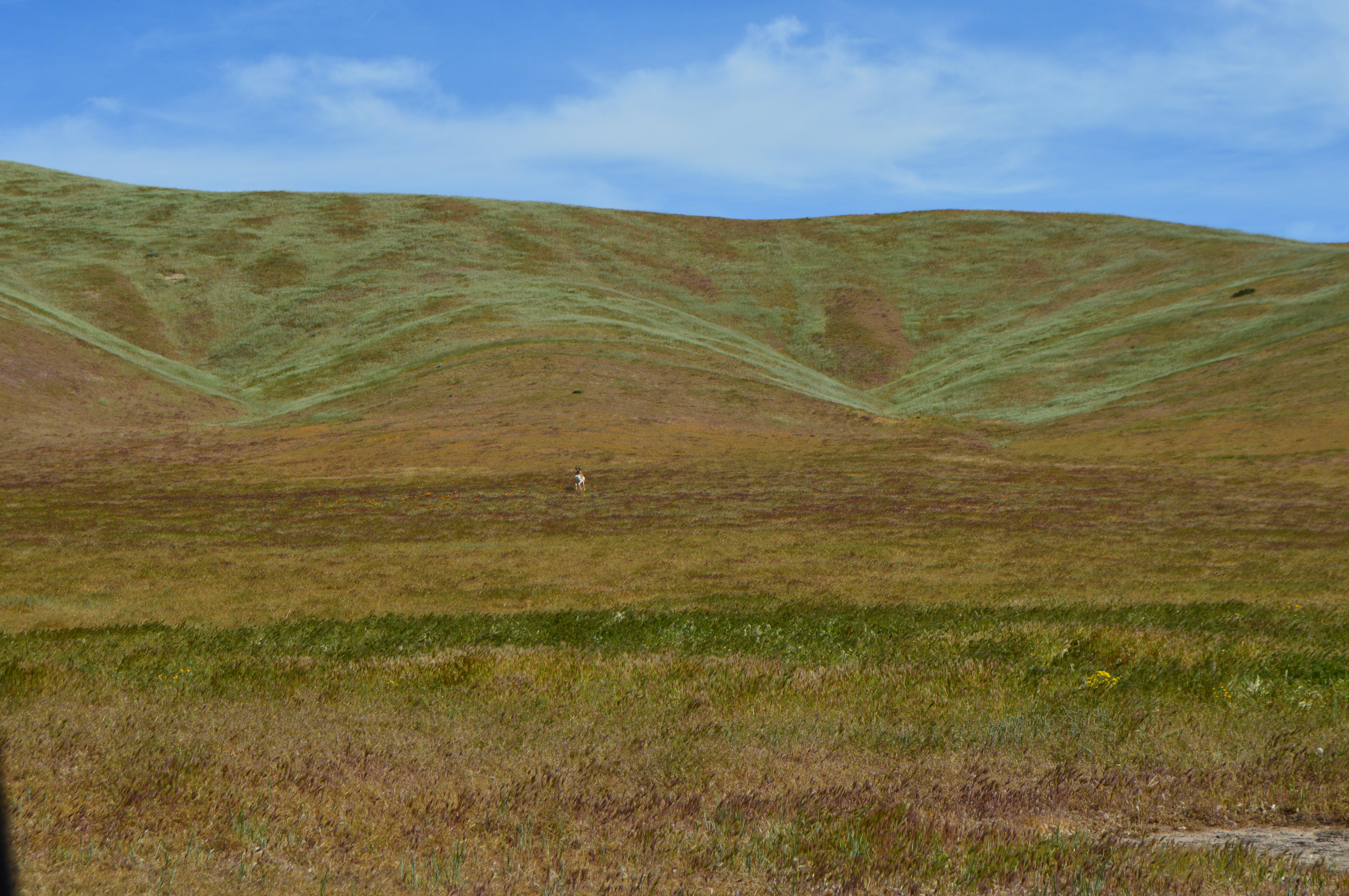 pronghorn