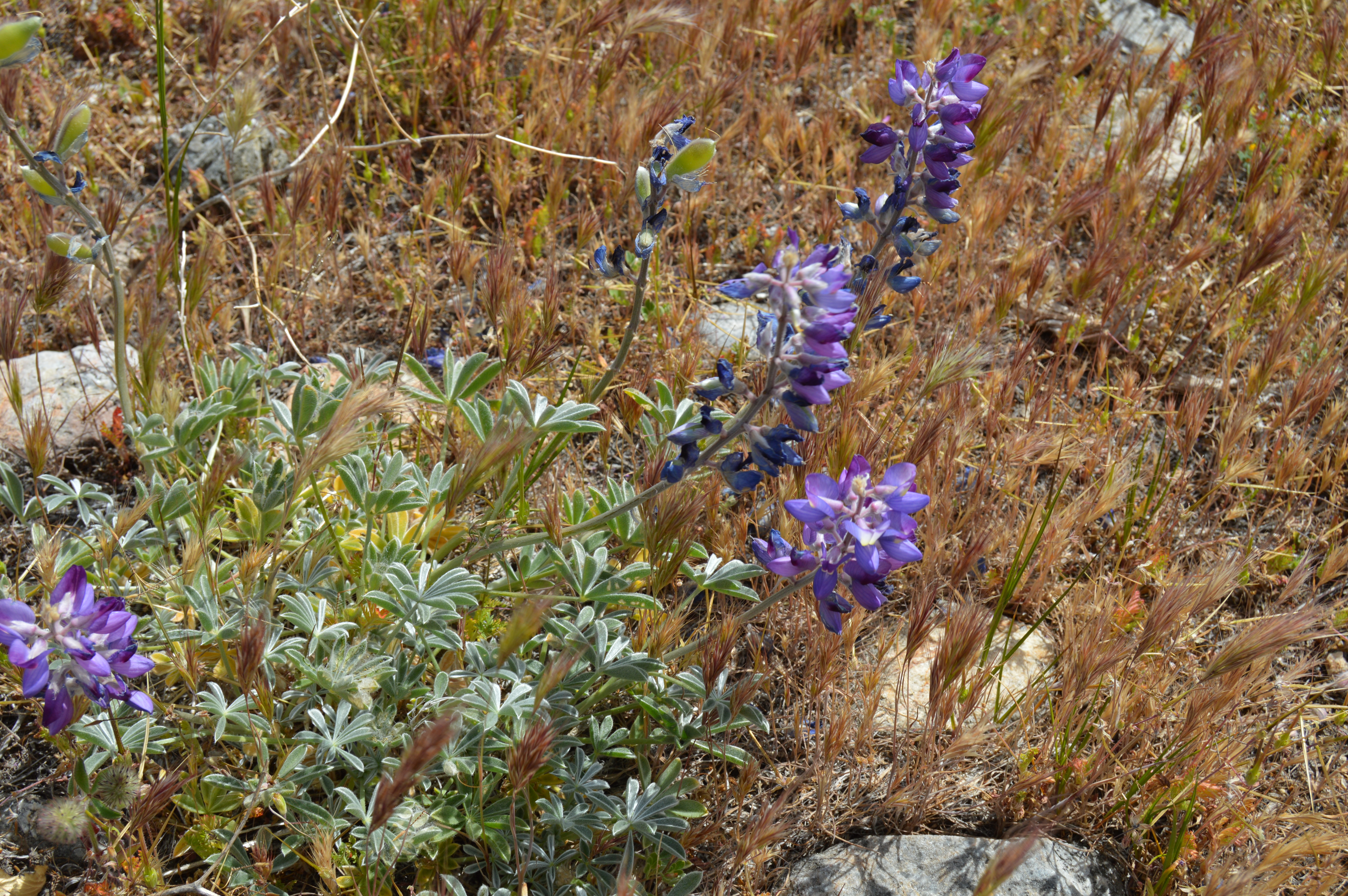 grapesoda lupine